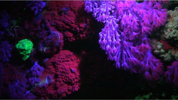 TillyTec® Mini uni LED Modul